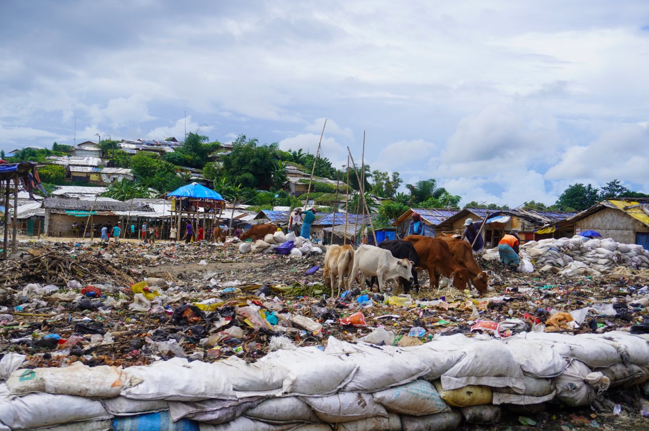 Kühe grasen auf einer Müllhalde in einem der Camps für Rohingya-Geflüchtete. Cox’s Bazar, Bangladesch, Oktober 2023. 